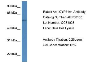 WB Suggested Anti-CYP51A1  Antibody Titration: 0. (CYP51A1 Antikörper  (N-Term))