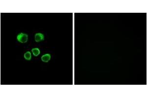 Immunofluorescence (IF) image for anti-Olfactory Receptor, Family 8, Subfamily U, Member 1 (OR8U1) (AA 158-207) antibody (ABIN2891060) (OR8U1 Antikörper  (AA 158-207))