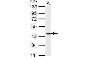 Western Blotting (WB) image for anti-Flotillin 2 (FLOT2) (C-Term) antibody (ABIN2854687)
