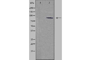 Western blot analysis of extracts from HepG2 cells using CDH15 antibody.