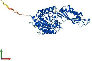 AlphaFold protein structure predicition of Human Recombinant PM20D2 Protein, UniprotID Q8IYS1