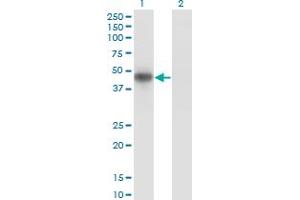 Western Blotting (WB) image for anti-MAP Kinase Interacting serine/threonine Kinase 2 (MKNK2) (AA 1-158) antibody (ABIN516166)