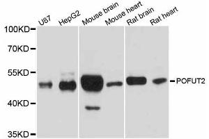 POFUT2 Antikörper  (AA 240-370)