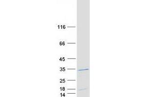 Western Blotting (WB) image for RNA Polymerase II TBP-Associated Factor Subunit G (TAF9) (Transcript Variant 2) protein (Myc-DYKDDDDK Tag) (ABIN2733203)