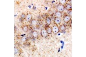 Immunohistochemical analysis of TMP21 staining in mouse brain formalin fixed paraffin embedded tissue section. (TMED10 Antikörper)