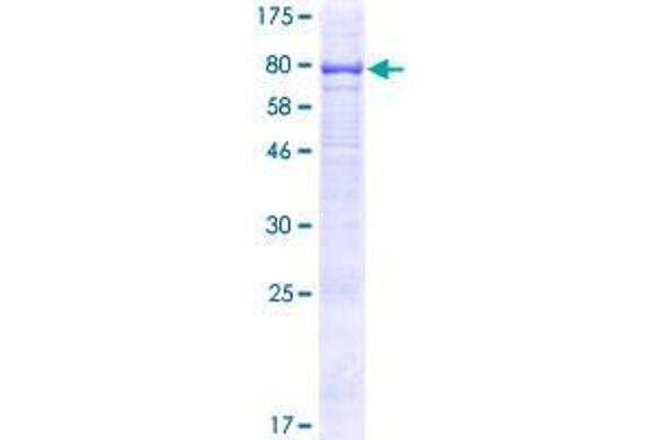 TMEM200A Protein (AA 1-491) (GST tag)