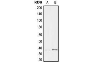 Western blot analysis of TCF19 expression in HeLa (A), HEK293 (B) whole cell lysates.