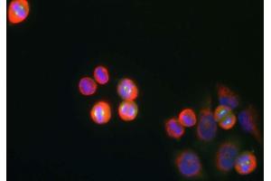 shows HeLa cell cultures stained with ABIN1842240 antibody (green). (Aurora A Antikörper)