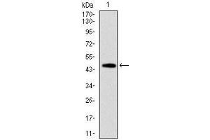 Western blot analysis using FAS mAb against human FAS (AA: 87-278) recombinant protein. (FAS Antikörper)