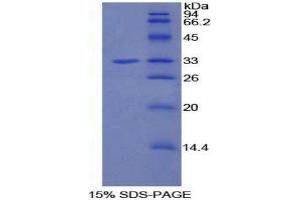 SDS-PAGE (SDS) image for phosphoinositide-3-Kinase Adaptor Protein 1 (PIK3AP1) (AA 397-650) protein (His tag) (ABIN1877667) (PIK3AP1 Protein (AA 397-650) (His tag))