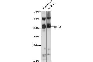 Western blot analysis of extracts of various cell lines, using SEPT12 antibody (ABIN6291643) at 1:1000 dilution. (Septin 12 Antikörper)