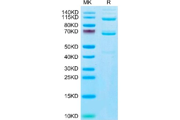 C3 Protein (AA 23-1663) (His tag)