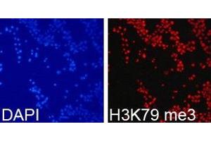 Immunofluorescence analysis of 293T cell using H3K79me3 antibody. (Histone 3 Antikörper  (H3K79me3))