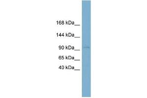 WB Suggested Anti-CLSTN1 Antibody Titration:  0. (Calsyntenin 1 Antikörper  (N-Term))