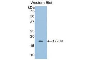 Western Blotting (WB) image for anti-Brain-Derived Neurotrophic Factor (BDNF) (AA 128-243) antibody (ABIN3209751) (BDNF Antikörper  (AA 128-243))