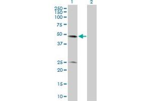 Western Blot analysis of BXDC2 expression in transfected 293T cell line by BXDC2 MaxPab polyclonal antibody.