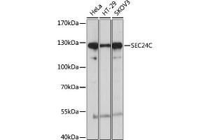 Western blot analysis of extracts of various cell lines, using SEC24C antibody (ABIN6133406, ABIN6147488, ABIN6147489 and ABIN6214985) at 1:1000 dilution. (SEC24C Antikörper  (AA 915-1094))