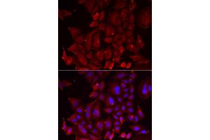Immunofluorescence analysis of U2OS cells using PANX1 antibody (ABIN6290774). (PANX1 Antikörper)