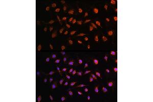 Immunofluorescence analysis of L929 cells using STK38 antibody (ABIN6132692, ABIN6148616, ABIN6148617 and ABIN6224215) at dilution of 1:100. (STK38 Antikörper  (AA 1-200))