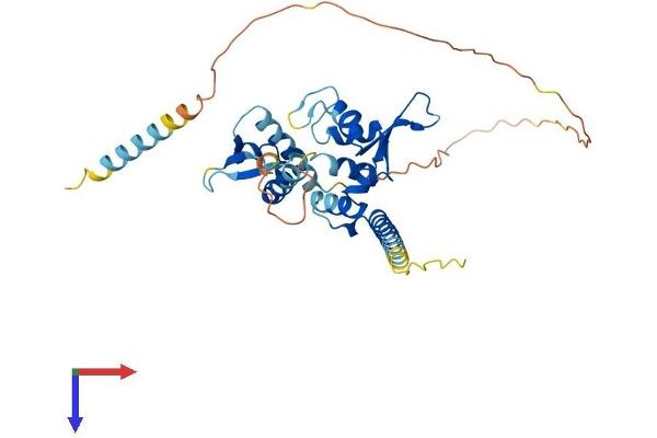 MAGEB1 Protein (AA 1-347) (His tag)