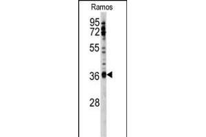 Western blot analysis of anti-U2AF1 Antibody (Center S70) (ABIN389304 and ABIN2839424) in Ramos cell line lysates (35 μg/lane). (U2AF1 Antikörper  (AA 55-83))