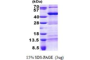 SDS-PAGE (SDS) image for Thyrotrophic Embryonic Factor (TEF) (AA 1-303) protein (His tag) (ABIN5778824) (TEF Protein (AA 1-303) (His tag))
