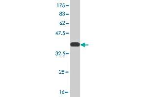 Western Blot detection against Immunogen (35. (MPG Antikörper  (AA 1-90))