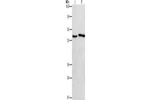 Western Blotting (WB) image for anti-Cholinergic Receptor, Nicotinic, alpha 2 (Neuronal) (CHRNA2) antibody (ABIN2432844) (CHRNA2 Antikörper)