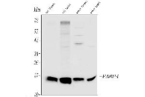 Western blot analysis of FABP4 using anti-FABP4 antibody (ABIN5518913).