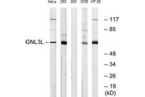 Western blot analysis of extracts from 293/HeLa/HT-29 cells, using GNL3L Antibody. (GNL3L Antikörper  (AA 71-120))