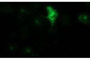 Anti-LGR5 mouse monoclonal antibody (ABIN2454613) immunofluorescent staining of COS7 cells transiently transfected by pCMV6-ENTRY LGR5 (RC212825). (LGR5 Antikörper  (AA 250-550))