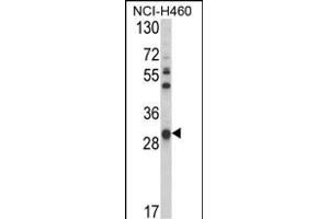 Western blot analysis of GSTO1 Antibody (Center) (ABIN389475 and ABIN2839537) in NCI- cell line lysates (35 μg/lane). (GSTO1 Antikörper  (AA 126-155))