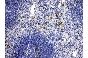IHC testing of FFPE mouse spleen tissue with CASP8 antibody at 1ug/ml. (Caspase 8 Antikörper  (AA 410-449))