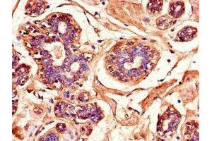 Immunohistochemistry of paraffin-embedded human testis tissue using ABIN7159976 at dilution of 1:100 (ERK2 Antikörper  (AA 133-316))