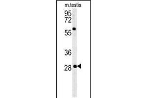 Western blot analysis in mouse testis tissue lysates (35ug/lane). (GSTO2 Antikörper  (AA 82-110))