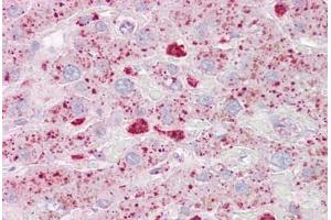 Anti-USP15 antibody IHC staining of human liver. (USP15 Antikörper  (AA 970-981))