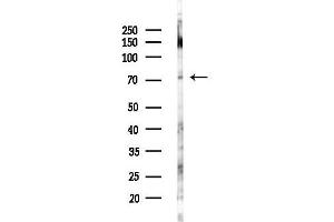 anti-MON1 Homolog A (MON1A) antibody