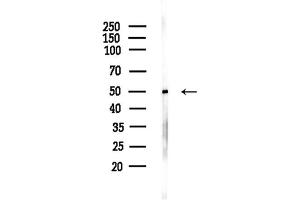 Western blot analysis of lysates from Mouse liver, using Phospho-Tau (Ser202/Ser519) Antibody at 1/1000 dilution.