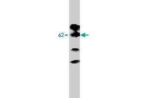 Western blot analysis of Adra2b expression in MDCK cells transfected to produce Adra2b protein with Adra2b monoclonal antibody, clone 5G10. (ADRA2B Antikörper  (Intracellular))