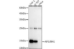 Western blot analysis of extracts of various cell lines, using /IB antibody (ABIN7265554) at 1:1000 dilution. (Iba1 Antikörper)