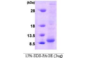SDS-PAGE (SDS) image for Glutaredoxin 1 (GRX1) (AA 1-106) protein (ABIN666882) (Glutaredoxin 1 Protein (GRX1) (AA 1-106))