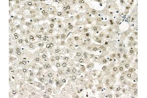 ABIN6262321 and ABIN6268789 at 1/100 staining Rat heart tissue by IHC-P. (HNRNPH1 Antikörper  (Internal Region))