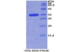 SDS-PAGE (SDS) image for Torsin Family 2, Member A (TOR2A) (AA 34-293) protein (His tag) (ABIN2127030)