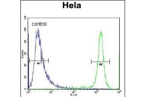 DRG1 Antibody (C-term) (ABIN656551 and ABIN2845813) flow cytometric analysis of Hela cells (right histogram) compared to a negative control cell (left histogram).
