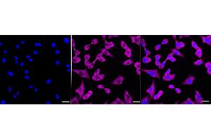 Immunocytochemical staining of C2C12 cells with VPS24 antibody (ABIN7798032), 1:1,000).