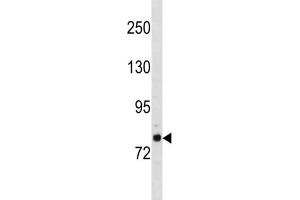 Western Blotting (WB) image for anti-Golgin A6 Family-Like 2 (GOLGA6L2) antibody (ABIN3004545) (GOLGA6L2 Antikörper)