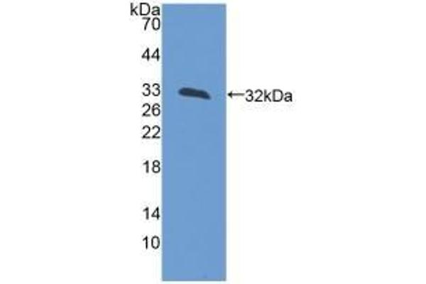 LCT Antikörper  (AA 33-291)