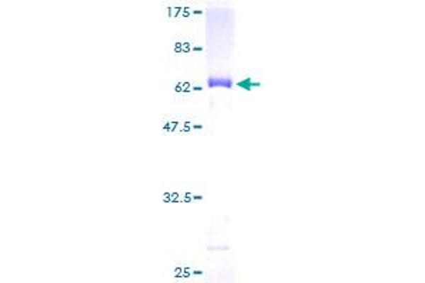 GPD1 Protein (AA 1-349) (GST tag)