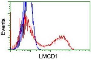 HEK293T cells transfected with either RC200062 overexpress plasmid (Red) or empty vector control plasmid (Blue) were immunostained by anti-LMCD1 antibody (ABIN2454754), and then analyzed by flow cytometry. (LMCD1 Antikörper)
