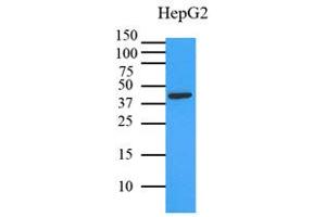 Western Blotting (WB) image for anti-Mitogen-Activated Protein Kinase 1 (MAPK1) (AA 1-360), (N-Term) antibody (ABIN492382)